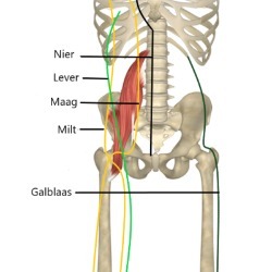 Psoas Meridianen